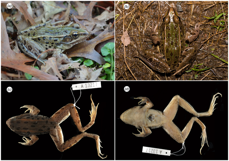 Illustration for article titled A New Frog Species Has Been Discovered ... In New York City